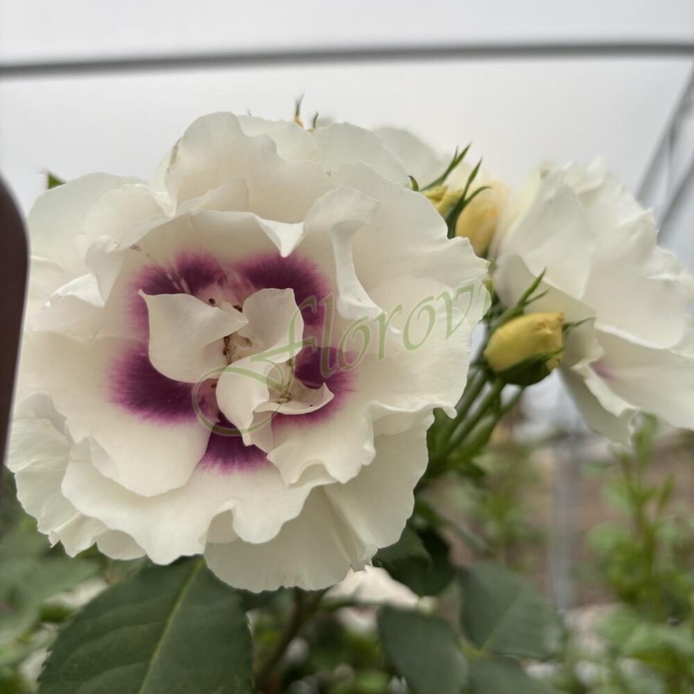 Храстовидна роза 61, разсадник Флорови