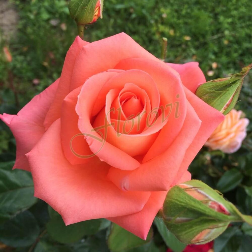 Храстовидна роза 65, разсадник Флорови