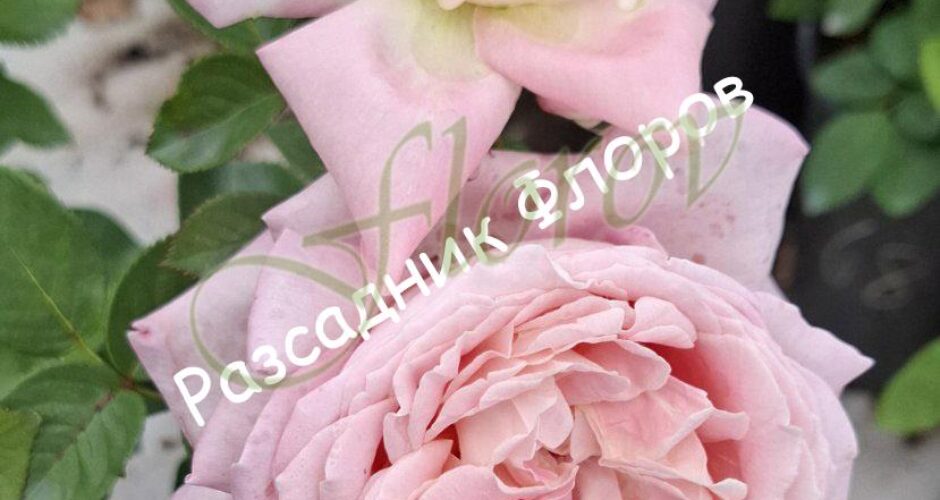 Храстовидна роза кат. номер 103