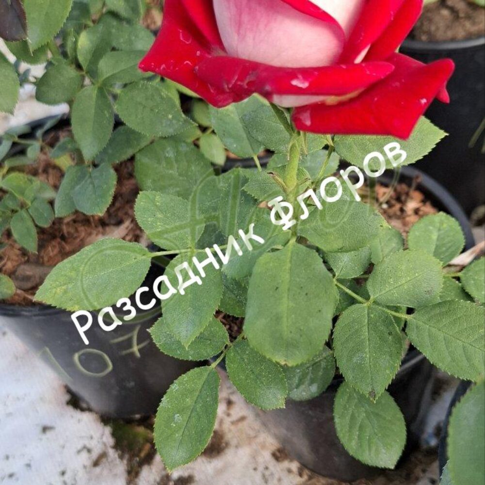 Храстовидна роза номер 107
