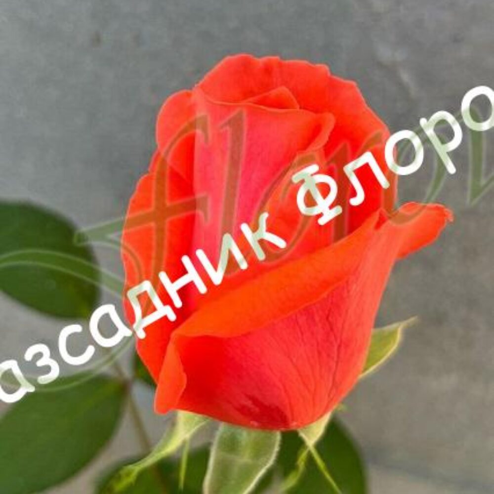 Храстовидна роза номер 113 от Флорови