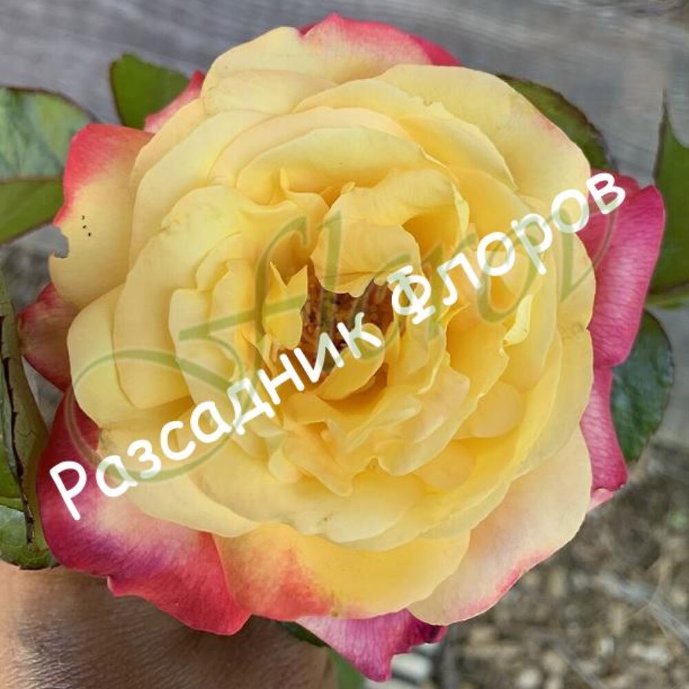 Храстивидна роза номер 47