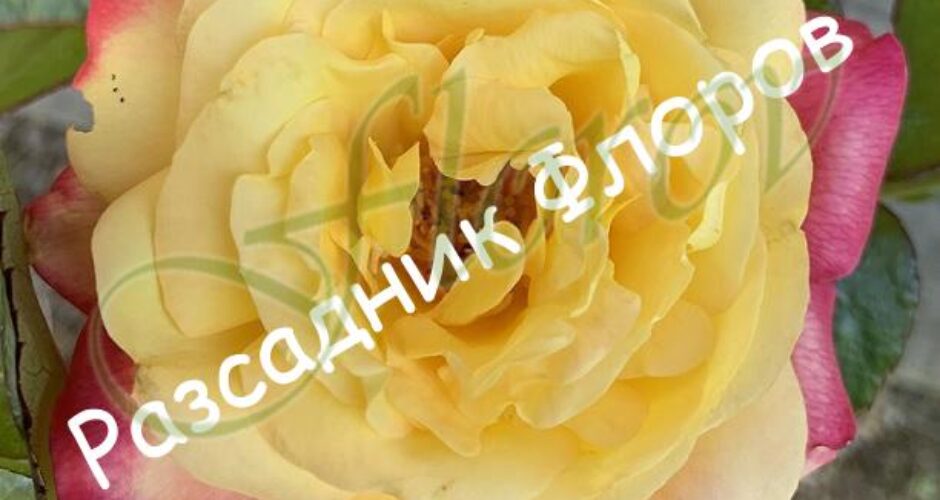 Храстивидна роза номер 47