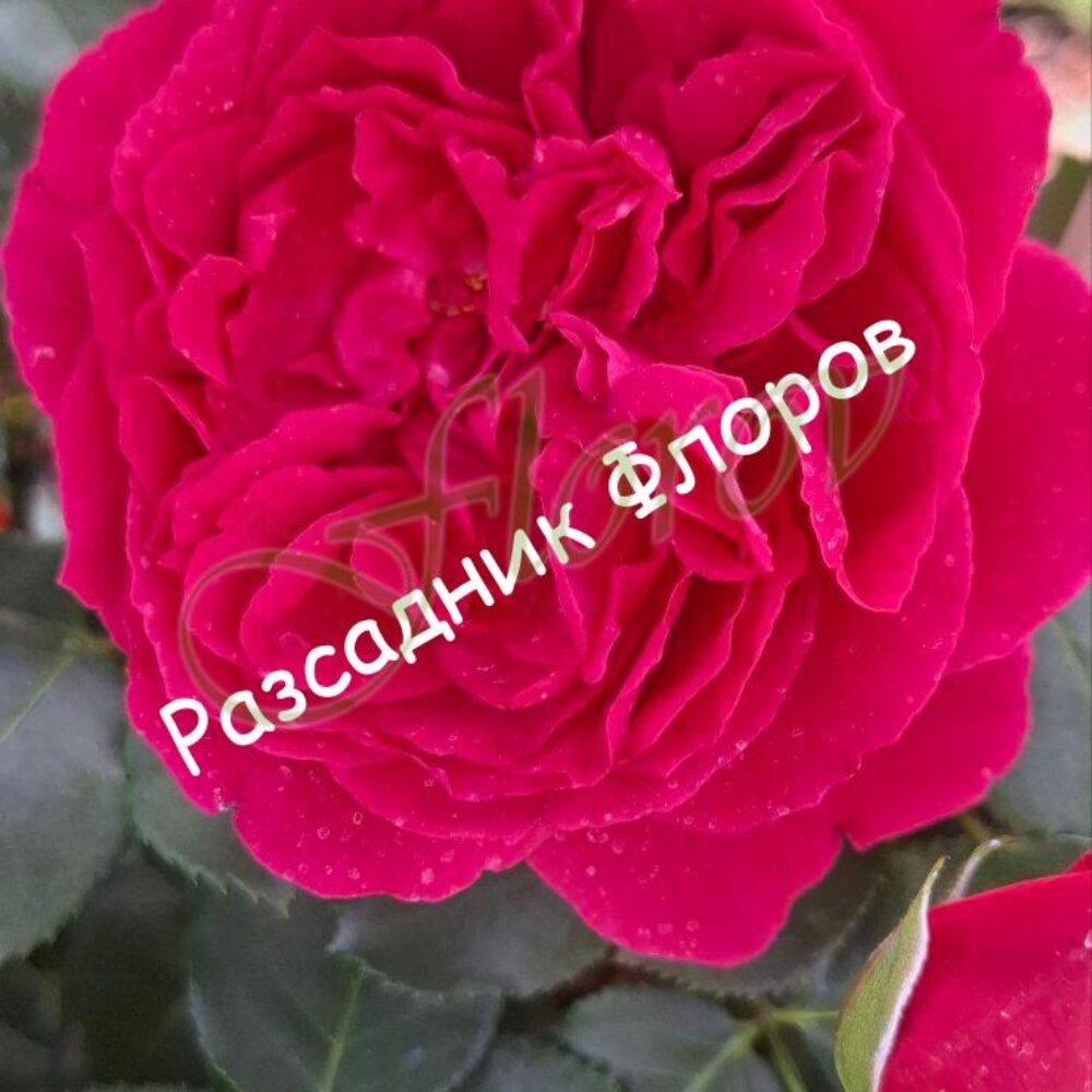 roza-nomer-48