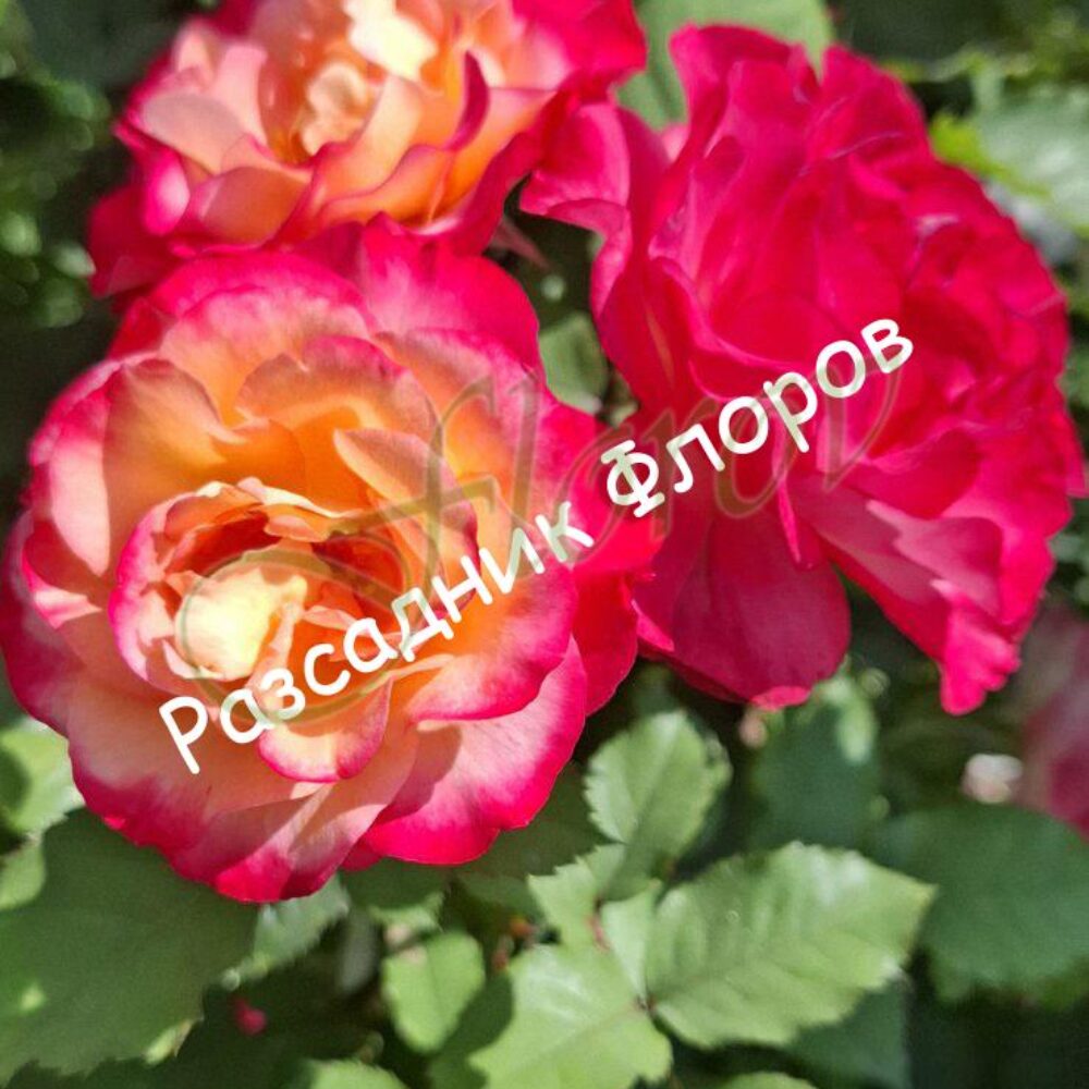 Храстивидна роза номер 52
