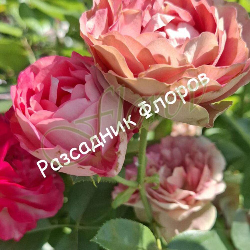Храстивидна роза номер 55