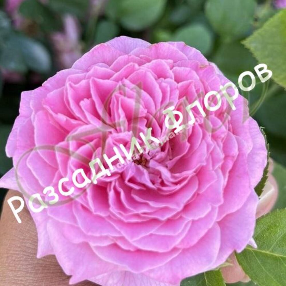 Храстовидна роза номер 58