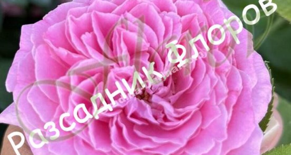 Храстовидна роза номер 58