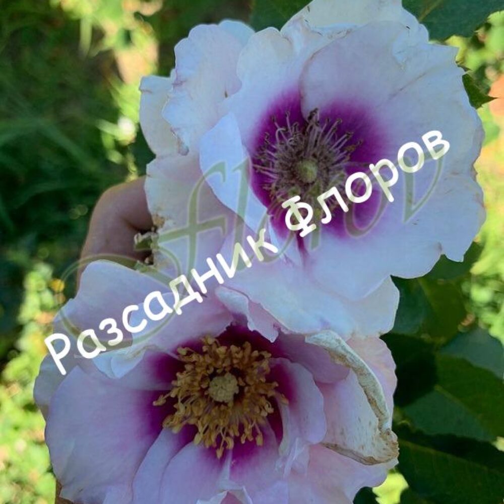 roza-nomer-61