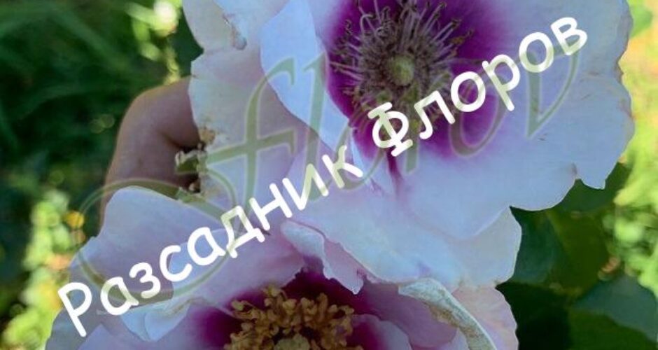 roza-nomer-61