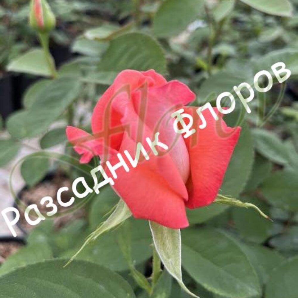 Храстивидна роза номер 65