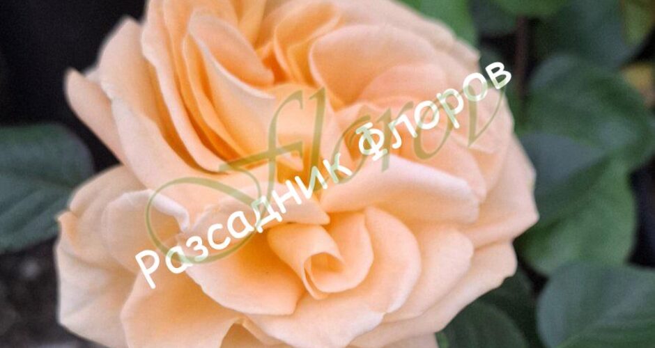 Храстовидана роза номер 67 от Флорови