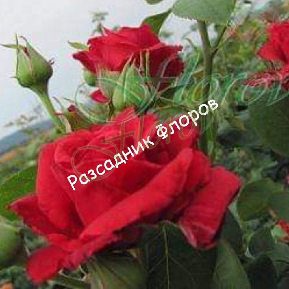 Катереща роза 75