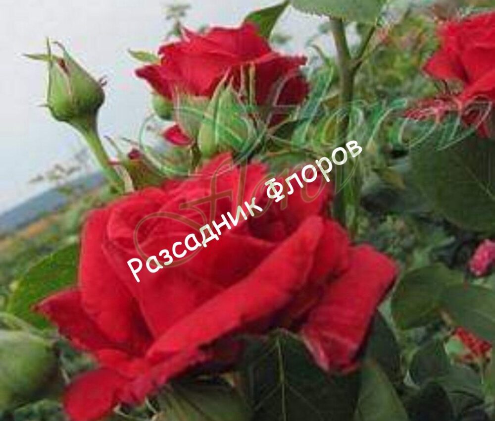 Катереща роза 75