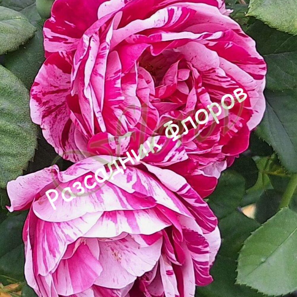 Катереща роза номер 76