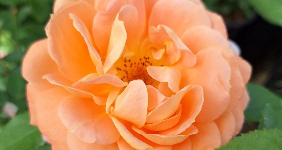 Бордюрна роза 91 – Рози Флорови