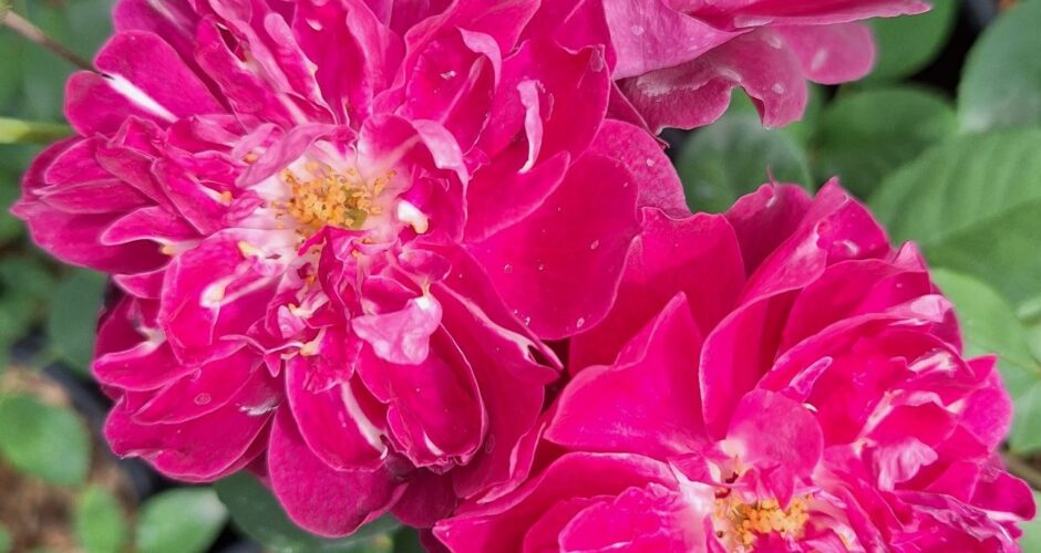 Бордюрна роза 92 – Рози Флорови