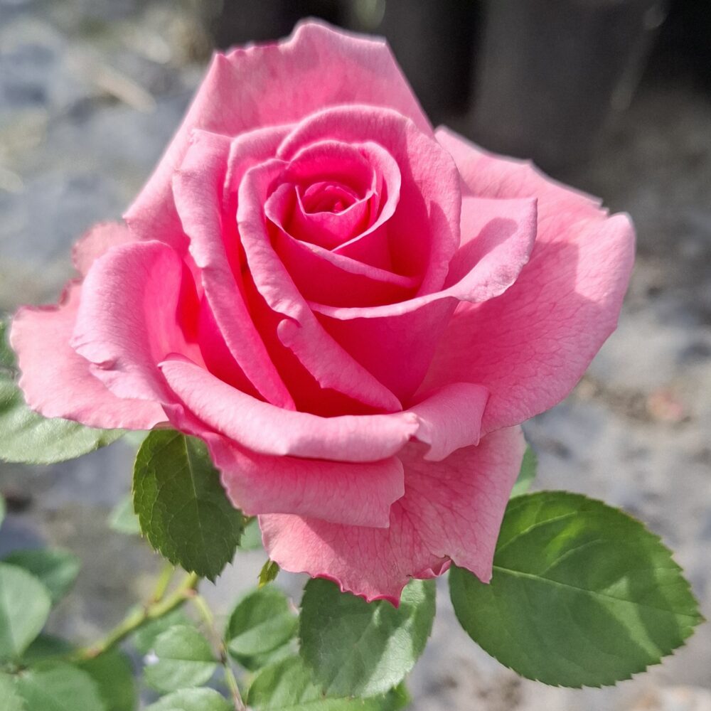 Храстовидна роза 59 – Рози Флорови