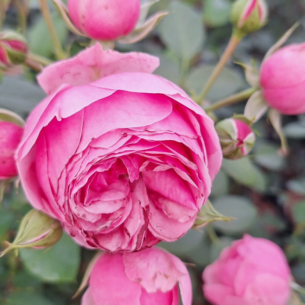 Храстовидна роза 63 – Рози Флорови