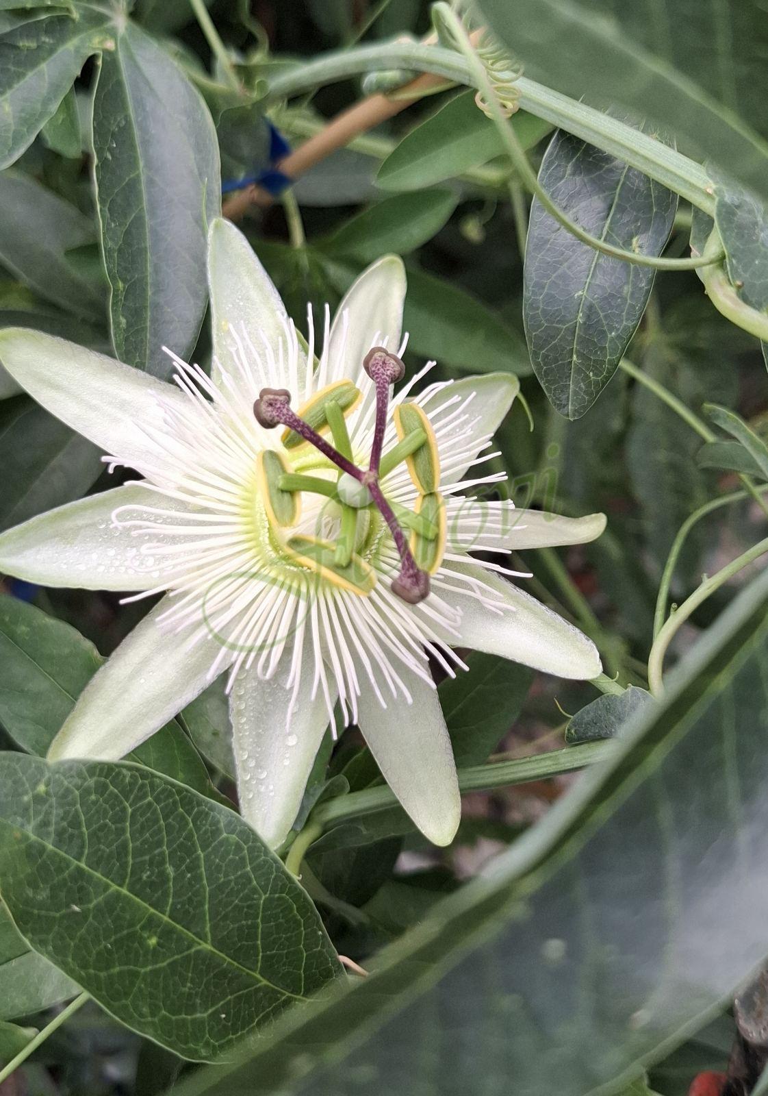 Бяла пасифлора ( Passiflora caerulea Constance Elliott, разсадник Флорови Бяла пасифлора ( Passiflora caerulea Constance Elliott, разсадник Флорови