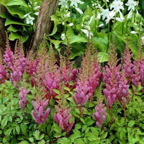 Астилбе (Astilbe chinensis Pumila), разсадник Флорови Астилбе (Astilbe chinensis Pumila), разсадник Флорови