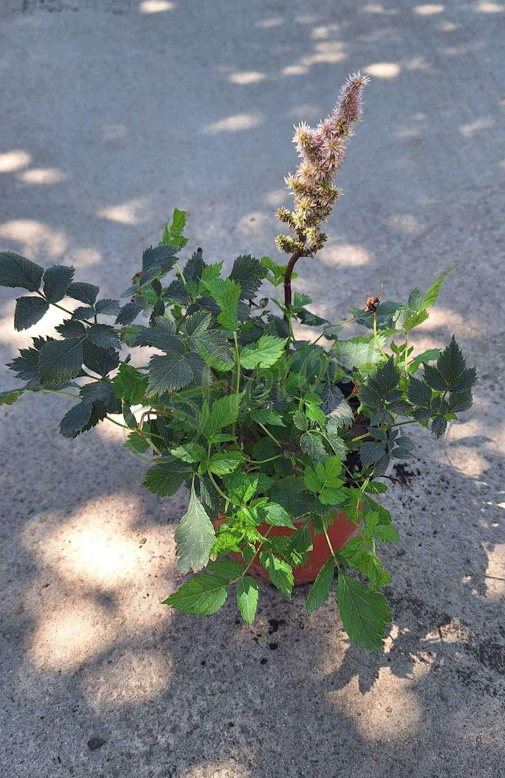 Астилбе Астилбе