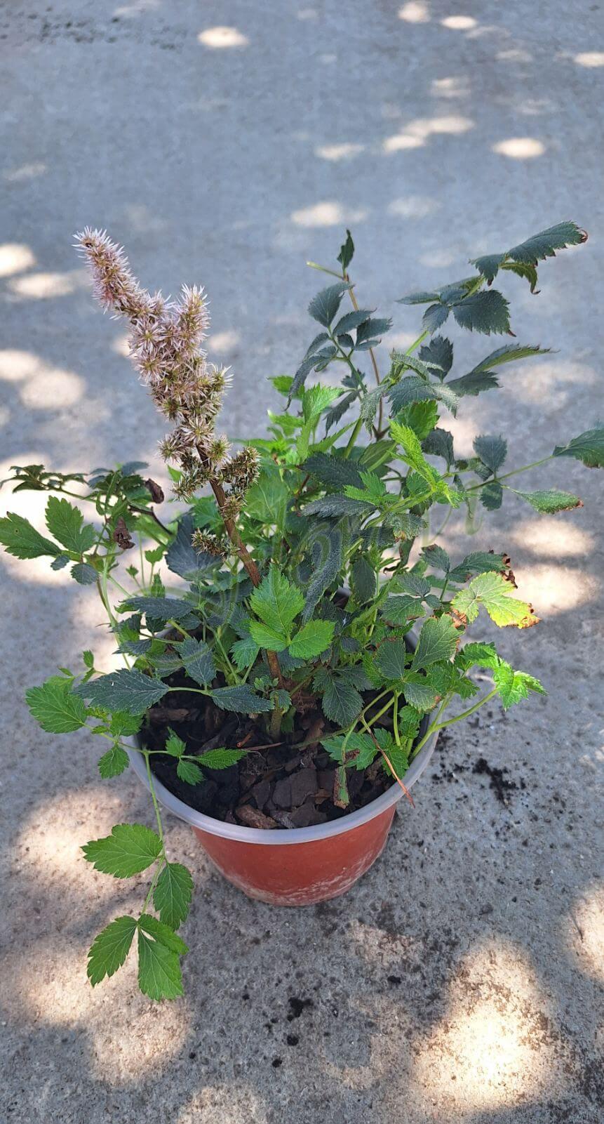 Астилбе, разсадник Флорови Астилбе, разсадник Флорови