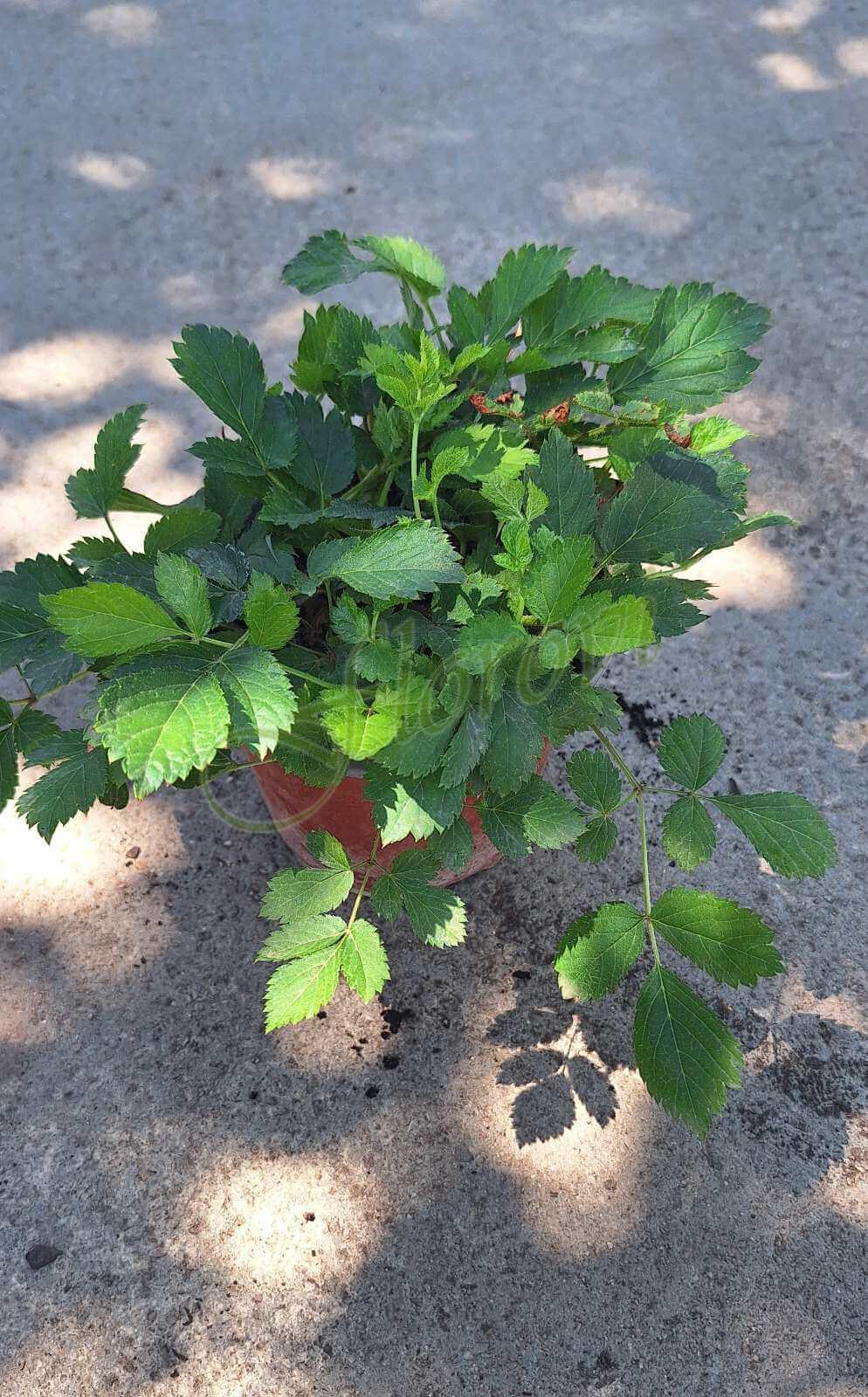 Астилбе, Флорови Астилбе, Флорови