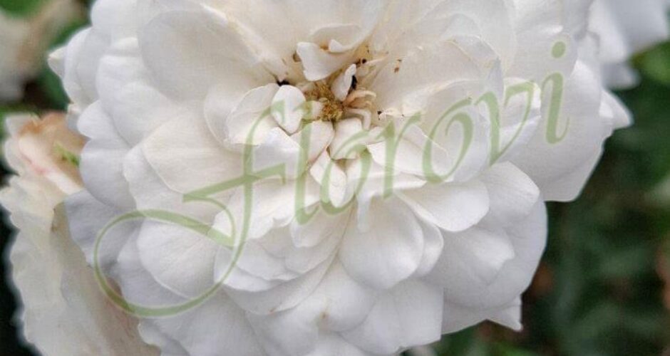 Бяла бордюрна роза от Флорови