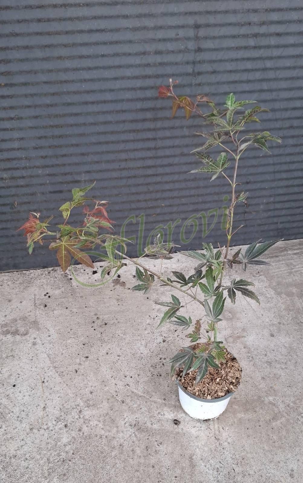 Червенолистен японски клен, разсадник Флорови Червенолистен японски клен, разсадник Флорови