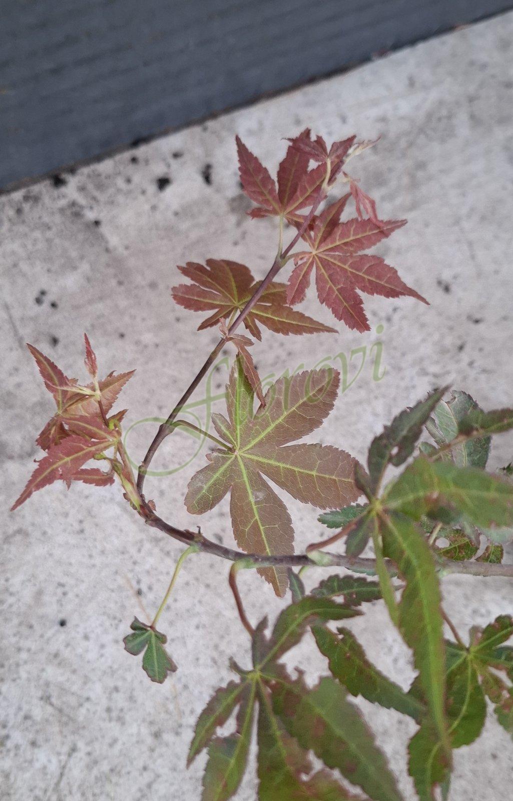 Червенолистни японски клен Червенолистни японски клен