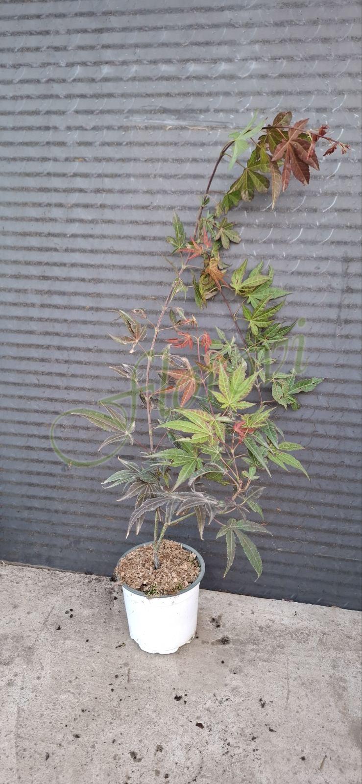 Червенолистен японски клен Червенолистен японски клен