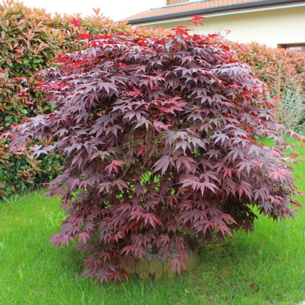 Червенолистни японски клен. (Acer palmatum ‘Atropurpureum’) , разсадник Флорови