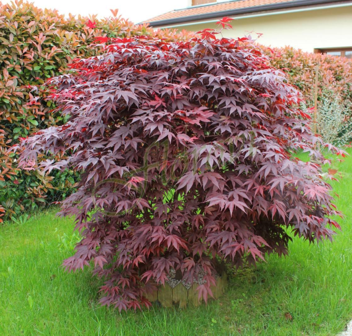 Червенолистни японски клен. (Acer palmatum ‘Atropurpureum’) , разсадник Флорови Червенолистни японски клен. (Acer palmatum ‘Atropurpureum’) , разсадник Флорови