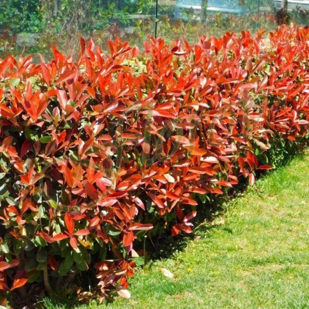 Фотиния (Photinia × fraseri ‘Red Robin’), разсадник Флорови