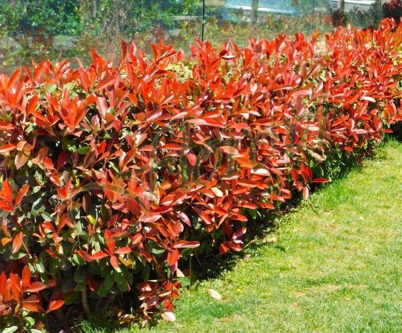 Фотиния (Photinia × fraseri ‘Red Robin’), разсадник Флорови Фотиния (Photinia × fraseri ‘Red Robin’), разсадник Флорови