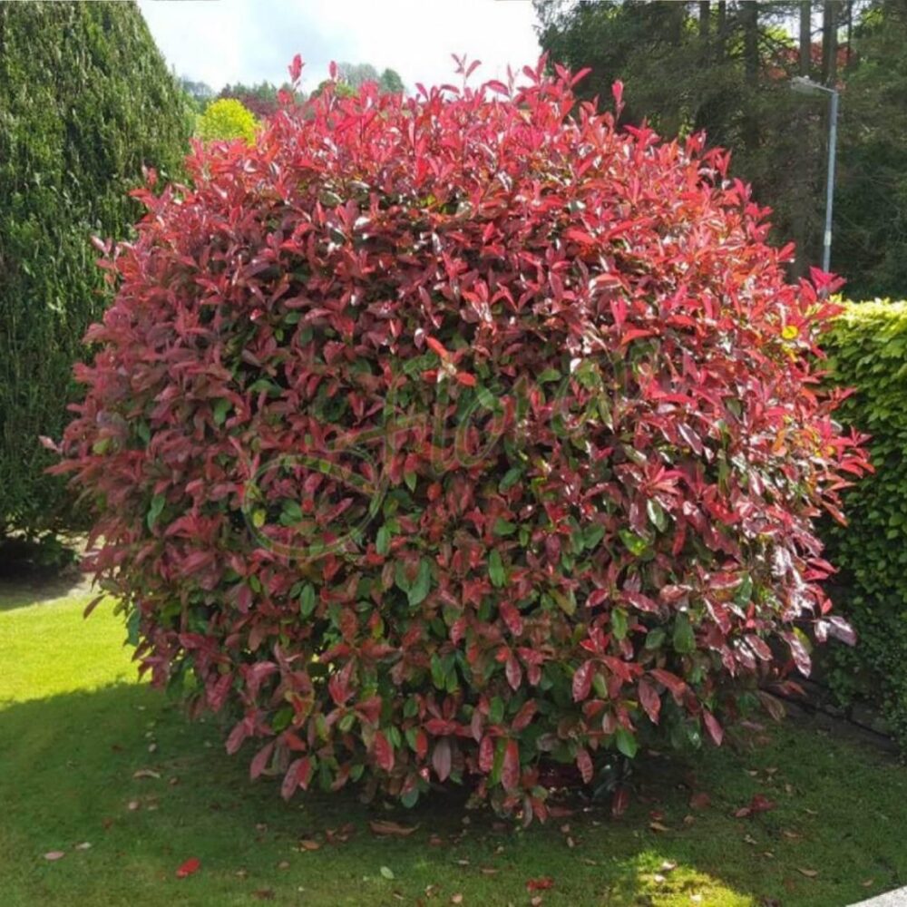 Фотиния Волкано       (Photinia × fraseri ‘Magical Volcano’ ), разсадник Флоров