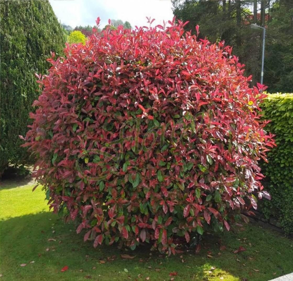 Фотиния Волкано (Photinia × fraseri ‘Magical Volcano’ ), разсадник Флоров Фотиния Волкано (Photinia × fraseri ‘Magical Volcano’ ), разсадник Флоров