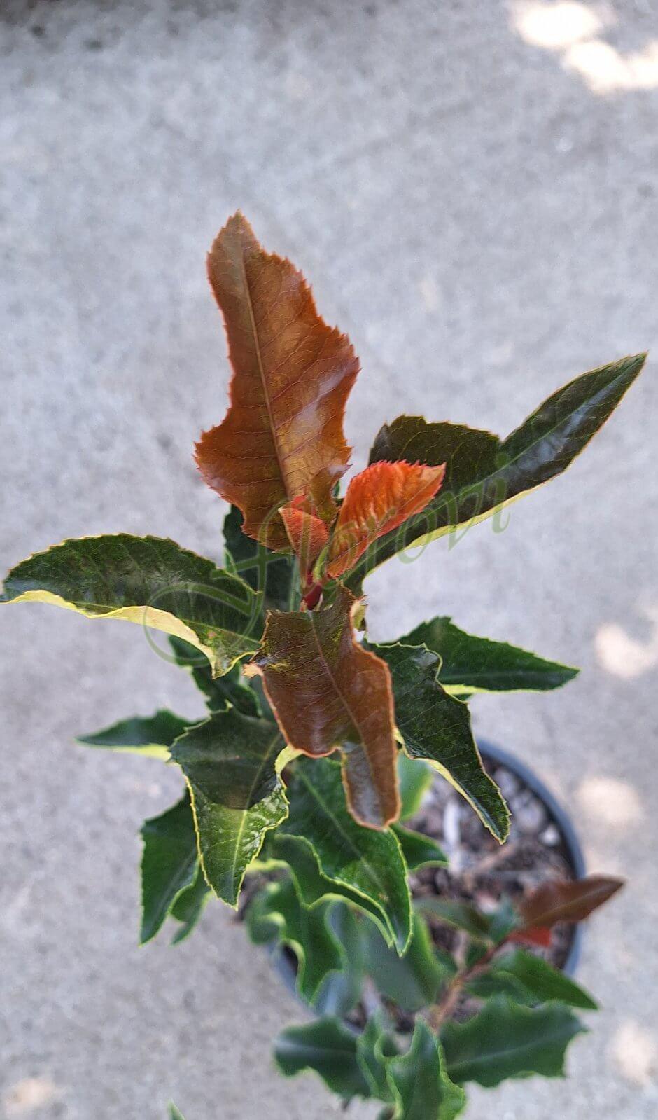 Фотиния Волкано (Photinia × fraseri ‘Magical Volcano’ ) Фотиния Волкано (Photinia × fraseri ‘Magical Volcano’ )