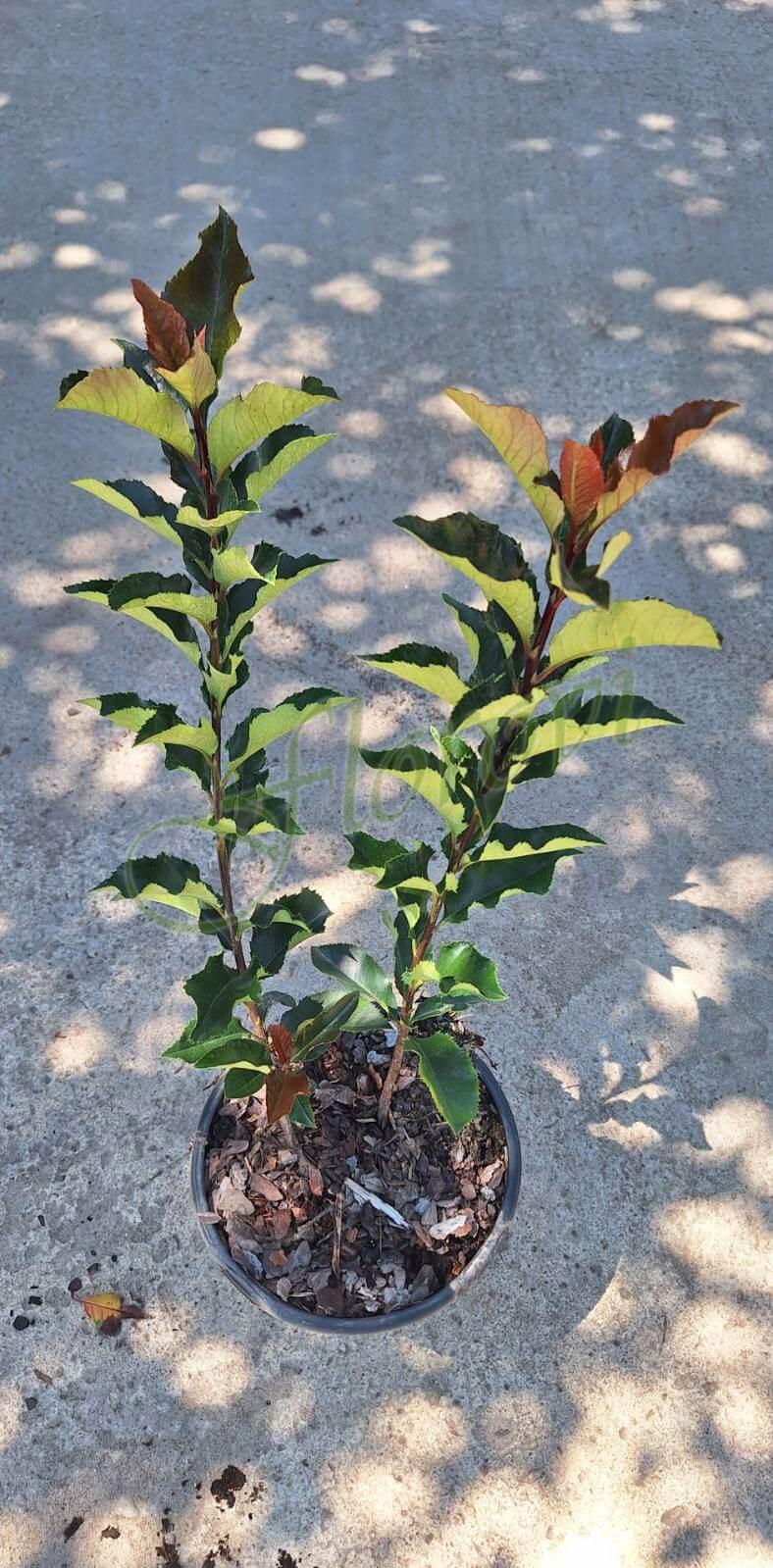 Фотиния Волкано, разсадник Флорови Фотиния Волкано, разсадник Флорови