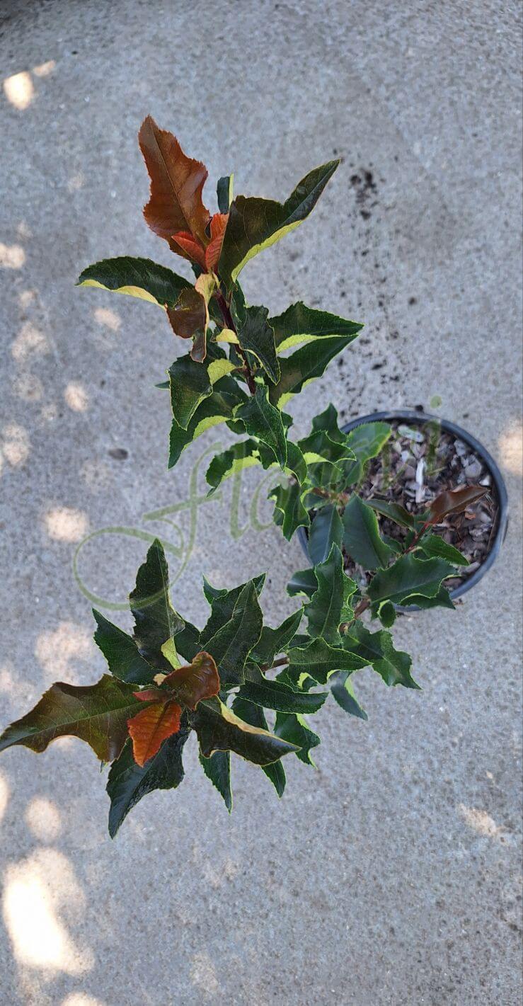 Фотиния Волкано Фотиния Волкано