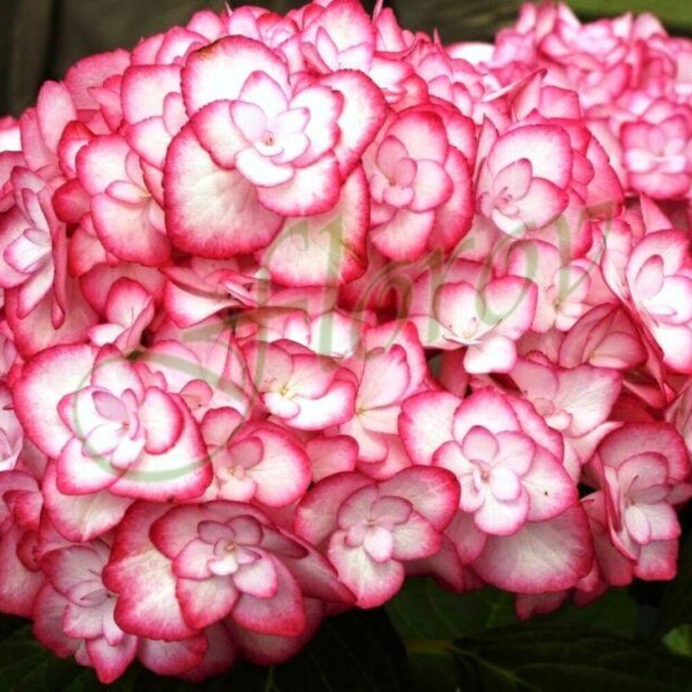 Hydrangea macrophylla You and Me „Miss Saori”