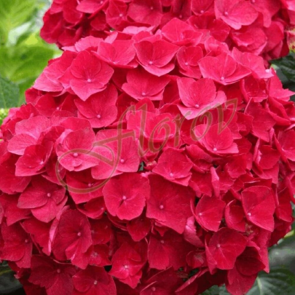 Хортензия за сянка Red Baron, разсадник Флорови