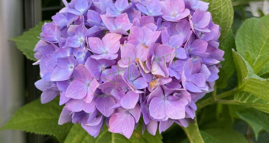 Хортензия за сянка Yola, разсадник Флорови