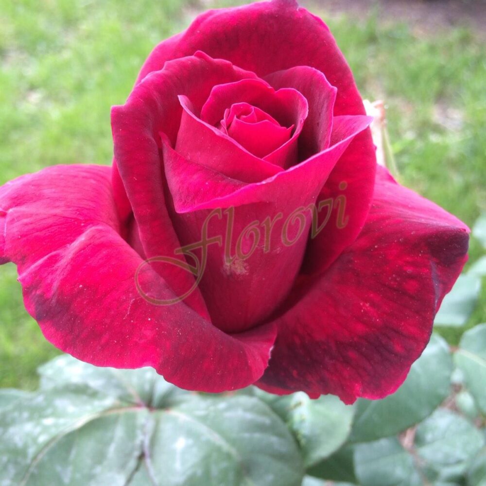 Храстовидна роза 114, разсадник Флорови