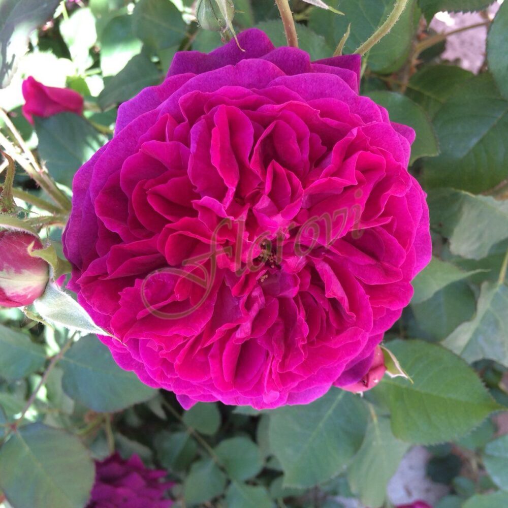 Храстовидна роза 121, разсадник Флорови
