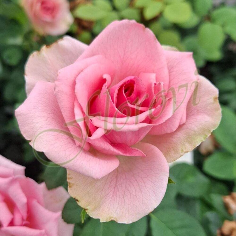 Храстовидна роза 59 от Флорови