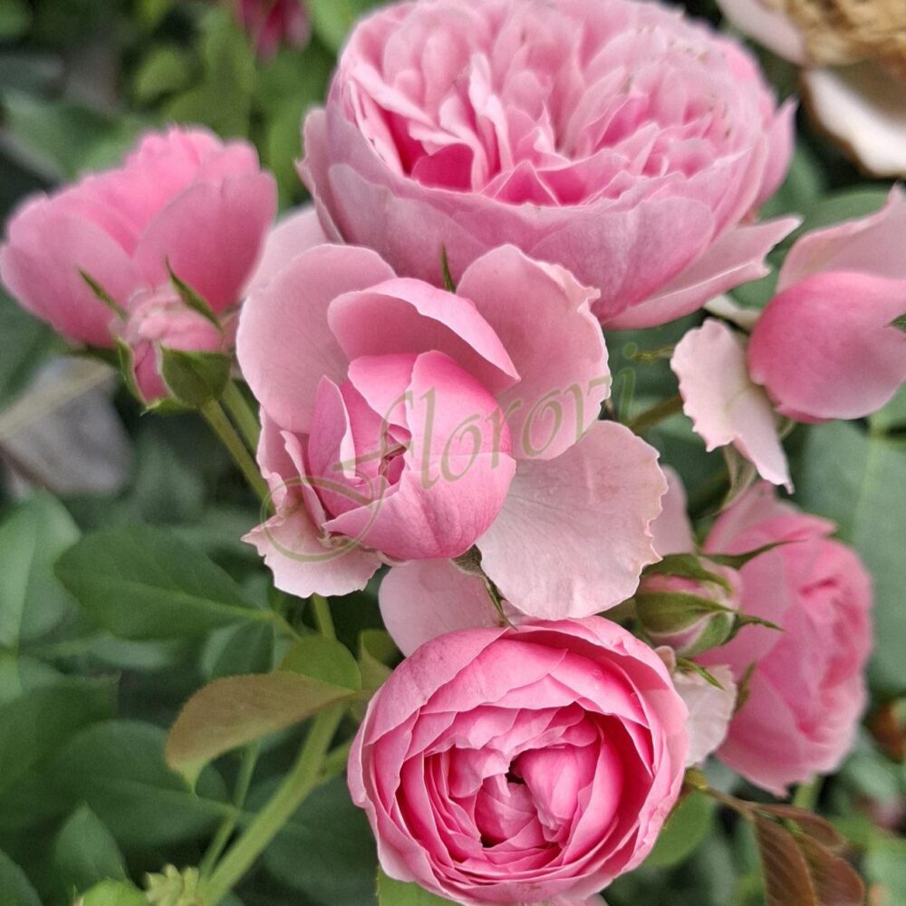 Храстовидна роза 63, разсадник Флорови