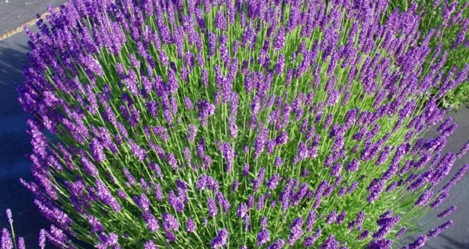 Лавандула интермедия, разсадник Флорови