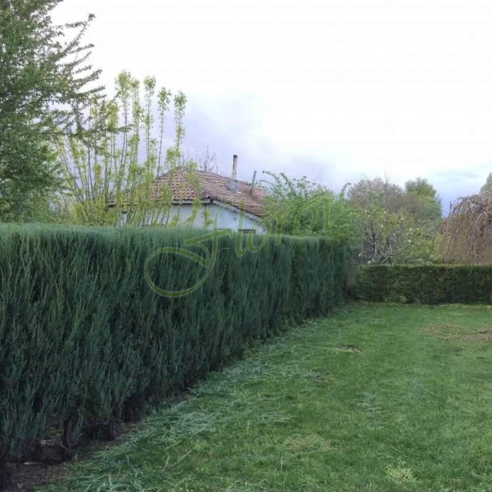 Лейланда, разсадник Флорови